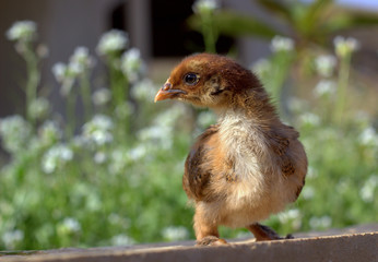 Chicken on a meadow.