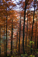 Herbstwald
