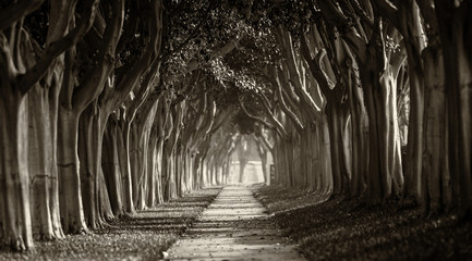 Trees surrounding sidewalk in city