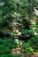 Fototapeta premium Schwarzwald