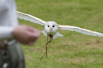 Barn owl (tyto alba) during falconry display