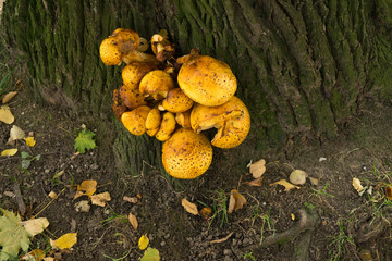bracket fungus