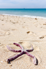 Starfish on a tropical beach after being washed ashore by Super Typhoon Yolanda