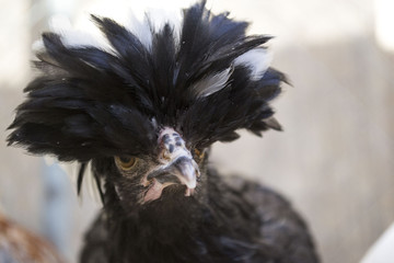 Chicken