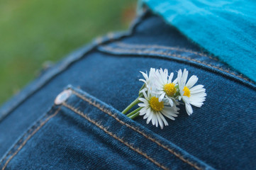 closeup of daisies bouquet in blue jeans pocket of woman