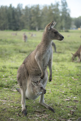 Wild Kangaroo in Australia