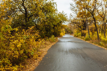 background autumn