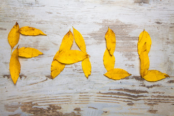 Fall, autumn background