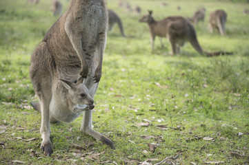 Naklejka na ściany i meble Wild Kangaroo in Australia