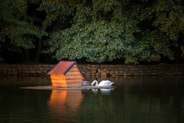 White swan floating on the pond near the house of the swans at morning on the green trees background
