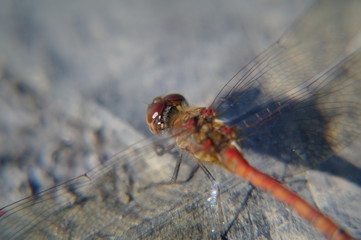 Heidelibelle