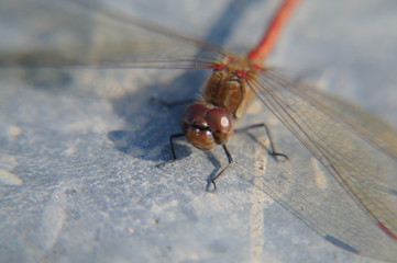 Heidelibelle