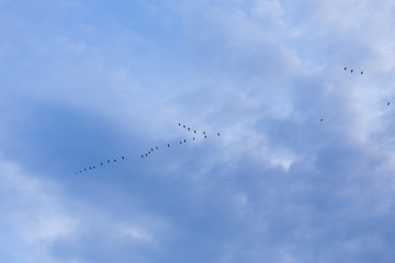 Group of migrating geese birds