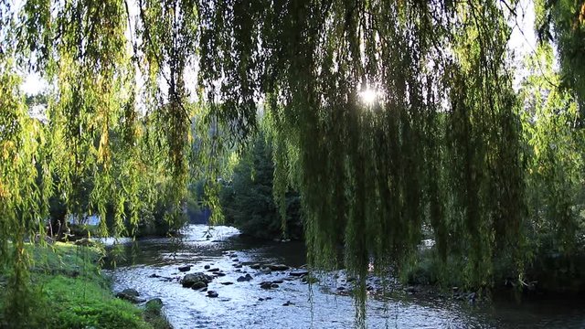 foliage of weeping willow with Aude river in background, Occitanie in South of France

