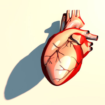 Il cuore &egrave; un organo muscolare cavo, motore dell&rsquo;apparato circolatorio e propulsore del sangue, ombra lunga, 3d rendering