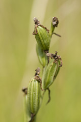 Bee orchid flower seed heads forming after pollination