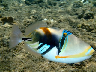 The  humuhumunukunukuāpuaʻa is a reef trigger fish designated as the Hawaii state fish © Heidi