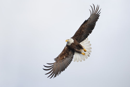 Bald eagle flying and making a sharp turn in the sky