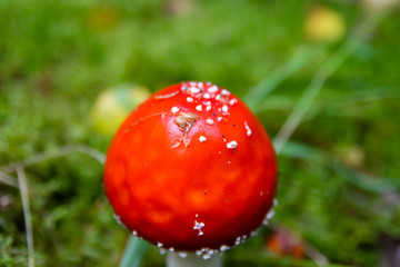 Red poisonous mushrooms
