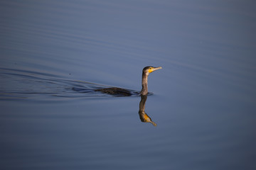 grand cormoran sur l'eau 
