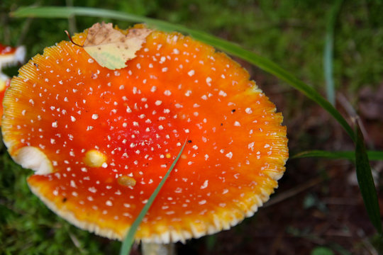 Red poisonous mushrooms
