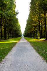 Fototapeta premium Allee im Herbst