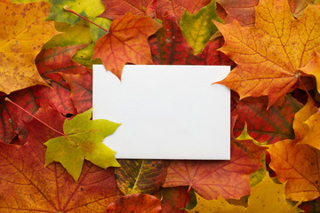 Naklejka na ściany i meble Autumn frame made of leaves with white frame. Flat lay, top view.