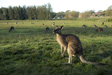 Wild Kangaroo in Australia © leelakajonkij