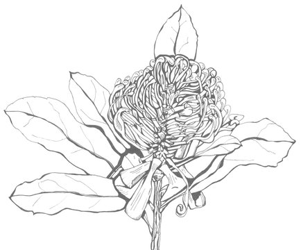 recommend clip art: Waratah, dissected flower head, line art black pen drawing. Isolated