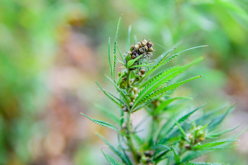 Closeup of cannabis plant on summer