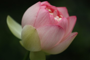 Pink Water Lotus flower blooming in water garden.
