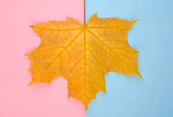 Bright yellow maple leaf on a pink and blue paper background, minimal concept (flat lay, top view)
