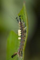 Vapourer caterpillar (Orgyia antiqua)