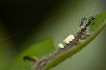 Vapourer caterpillar (Orgyia antiqua)