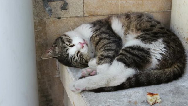 Homeless cat lies curled up and tries to sleep, next to a slice of bread. The problem of the homeless, no one unnecessary animals