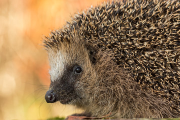 close portrait of hedgehog in autumn colours