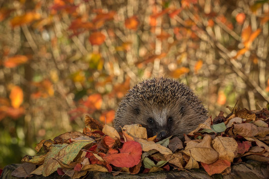 hedgehog in colorful autumn leaves looking in camera