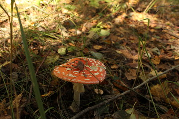  Mushrooms, fly agaric.
