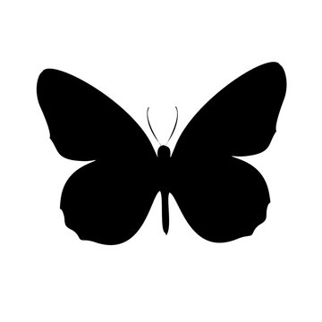 Isolated outline of a butterfly on a white background. Abstract vector pattern of butterflies