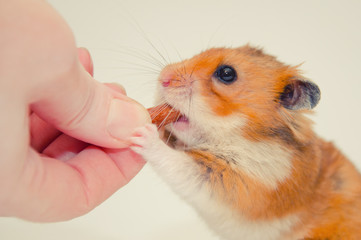 Funny greedy Syrian hamster taking a nut from a human hand (on a gray background), retro style