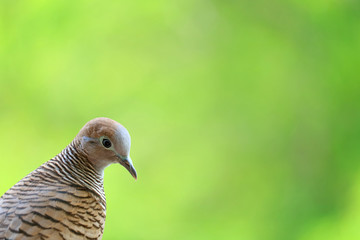 Closed up a beautiful wild Zebra Dove relaxing in the sunlight, with free space of blurred bright green foliage for text or design