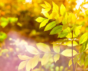 Yellow-green foliage on the foreground. Background is blurred. Autumn composition