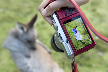 Wild Kangaroo in Australia