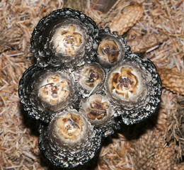 Parasol mushrooms (Macrolepiota procera)