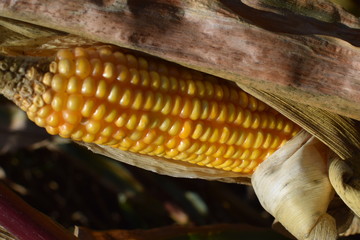 Maiskolben Nahaufnahme