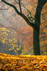 Colors of autumn in a forest.