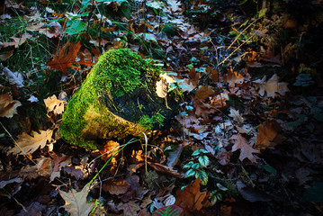 Stump in the autumn sunlit with sunlight