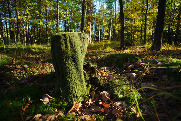 Stump in the autumn sunlit with sunlight