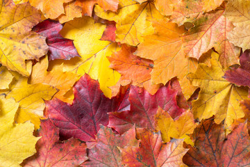 Naklejka na ściany i meble Red, orange and yellow autumn leaves as background