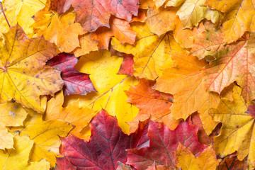 Red, orange and yellow autumn leaves as background